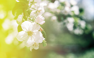 图案与苹果花