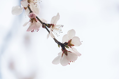 桃子图案花纹壁纸背景