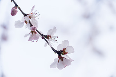 桃子图案花纹壁纸背景