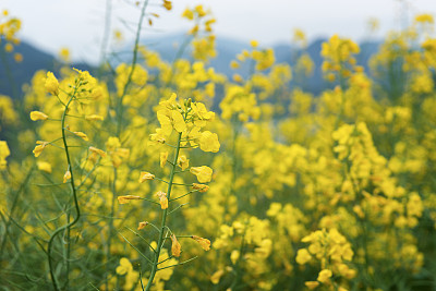 油菜花梯田