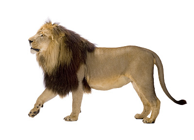 lion