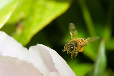 芍药花与蜜蜂