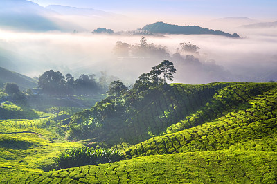 蓝天白云茶园风景图片