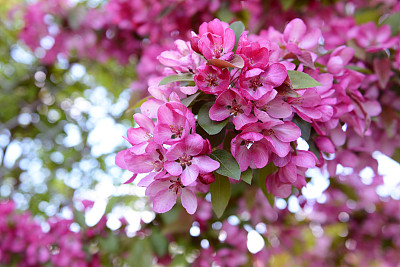 野苹果树