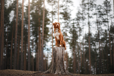 寻回犬