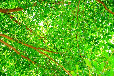 绿色的树冠阴凉