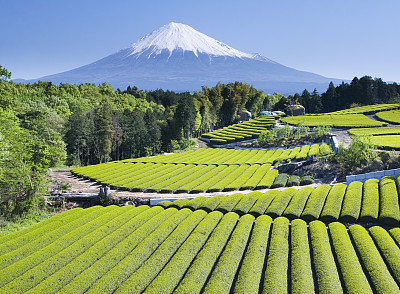 富士山下全景