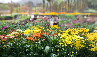 萱草,黄花菜