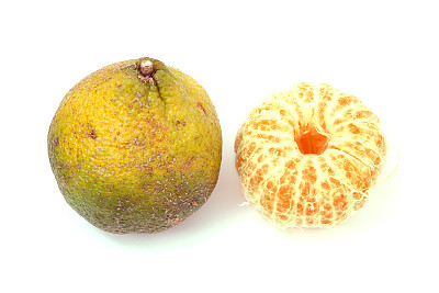 牙买加丑橘