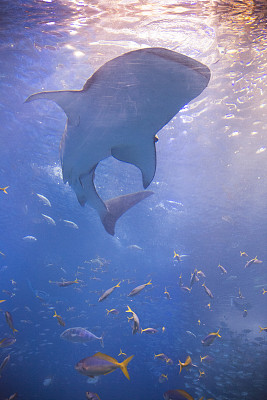 冲绳水族馆