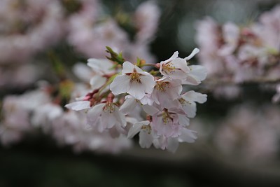 春暖花开粉红樱花樱花树樱花节