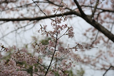 春暖花开粉红樱花樱花树樱花节