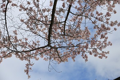 春暖花开粉红樱花樱花树樱花节