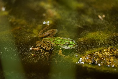 水滴眼药水设计