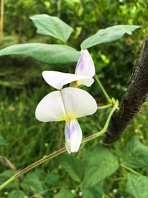 长豆角花