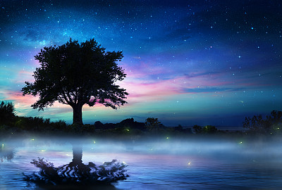 夜空与树