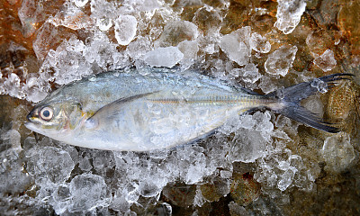 海鲜野味