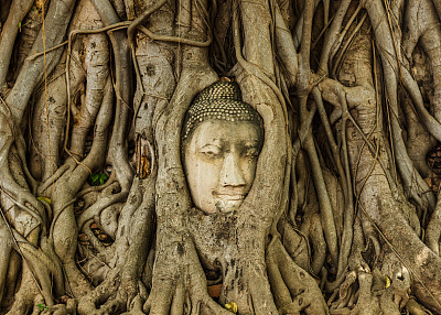 佛教智慧树菩提树