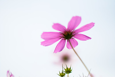 白花波斯菊