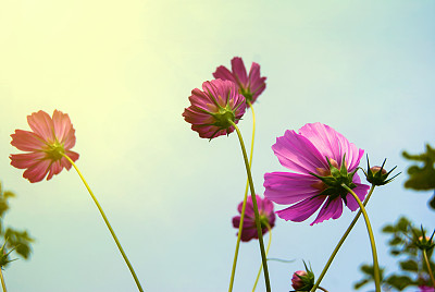 白花波斯菊