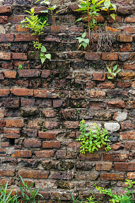 城墙上植物