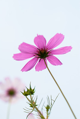 白花波斯菊