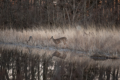 池塘小鹿