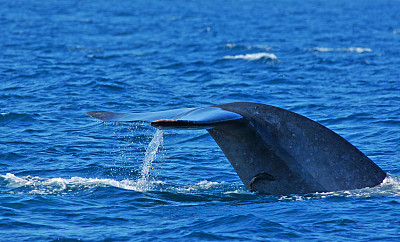 巨鲸