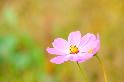 彩蝶与金鸡菊