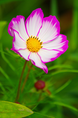 彩蝶与金鸡菊