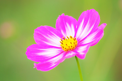 彩蝶与金鸡菊