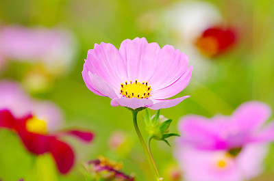 彩蝶与金鸡菊