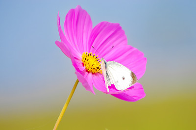 彩蝶与金鸡菊