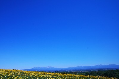 草原上向日葵,葵花