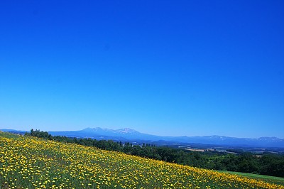 草原上向日葵