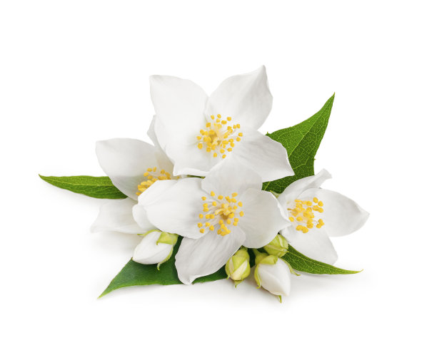 白色小花朵