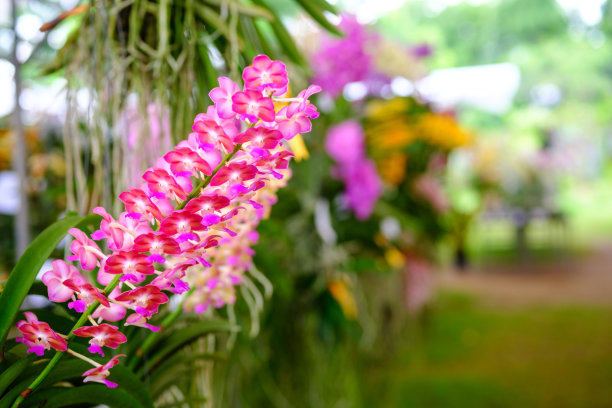 凤仙花花束