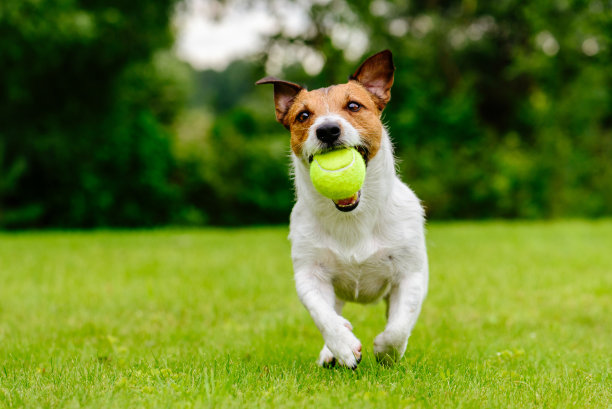 小犬