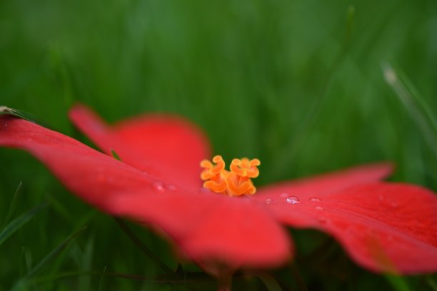 雨后海棠