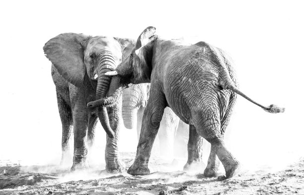 大象争斗