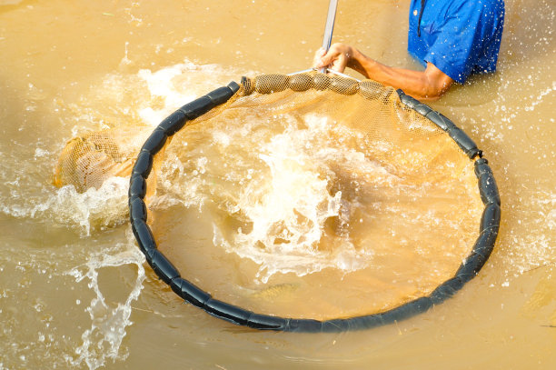 名贵淡水鱼