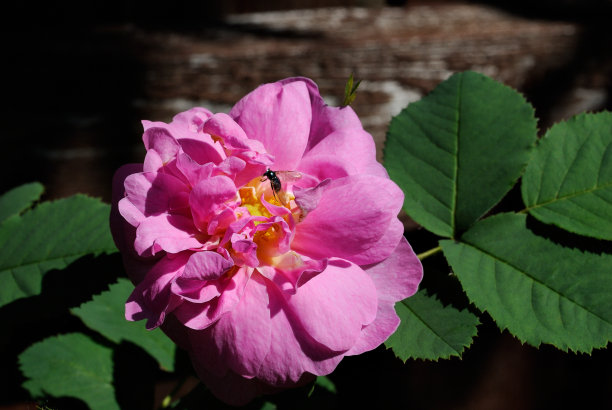 山茶花,蜜蜂