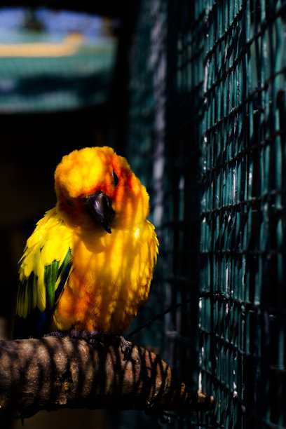 野生动物园小太阳鹦鹉