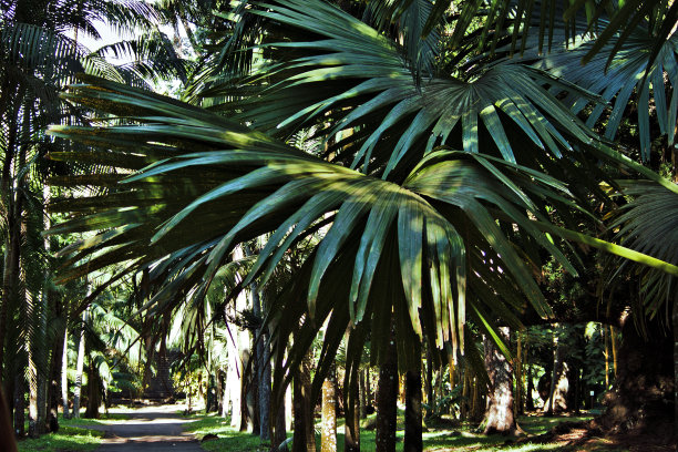 毛里求斯植物园
