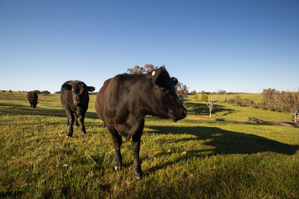 澳洲奶牛