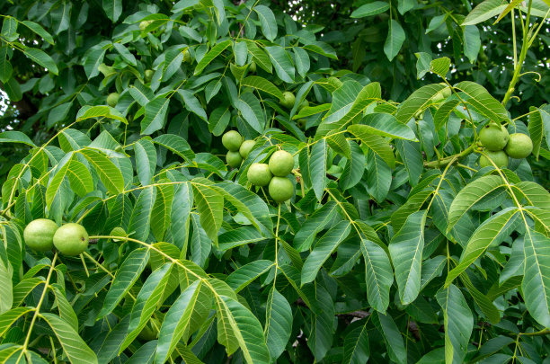 小核桃