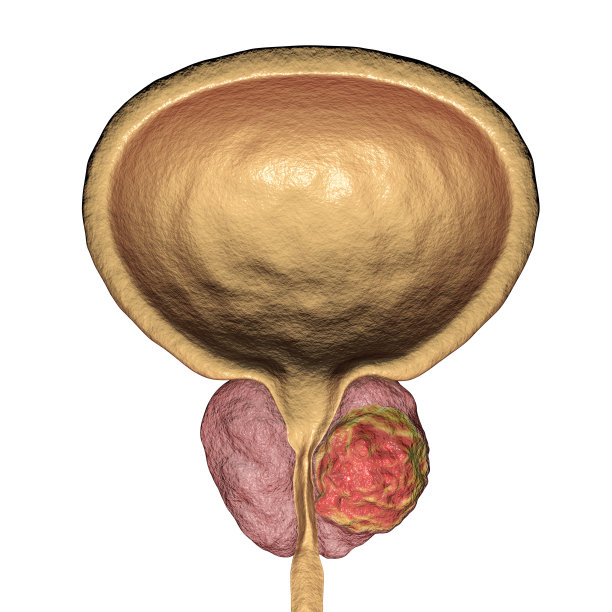 前列腺解剖图