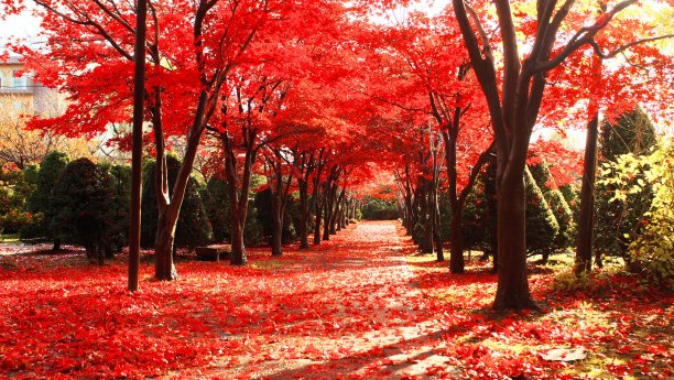 枫叶秋色彩林