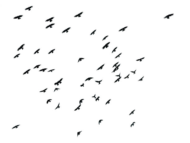 飞行中的乌鸦