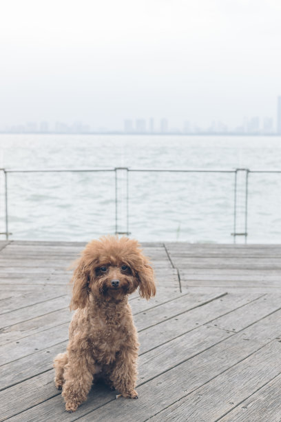 一只贵宾犬